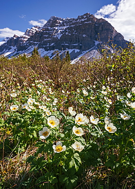 White Globe Flowers and Crowfoot Mountain, Banff National Park, UNESCO World Heritage Site, Alberta, Canadian Rockies, Canada, North America