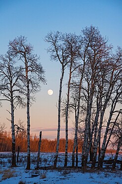 Full Moon and Aspen Grove during a Winter Sunset, Elk Island National Park, Alberta, Canada, North America