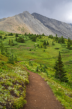 Alpine wildflower meadows along the Ptarmigan Cirque Trail in summer, Mount Rae, Kananaskis Country, Alberta, Canadian Rockies