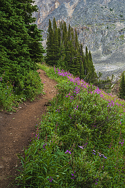 Alpine wildflower meadows along the Ptarmigan Cirque Trail in summer, Kananaskis Country, Alberta, Canadian Rockies, Canada, North America