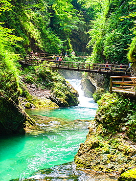 Radovna River flowing through Vintgar Gorge, near Bled, Slovenia, Europe