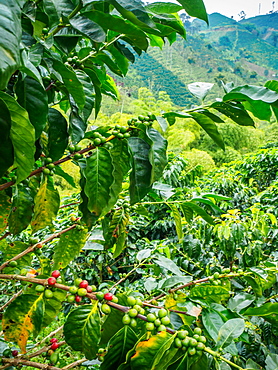 Coffee bush with berries, Hacienda Guayabal, near Manizales, Coffee Region, Colombia, South America