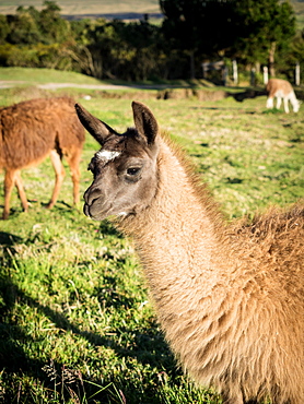 Llama, Cotopaxi region, Andes mountains, Ecuador, South America