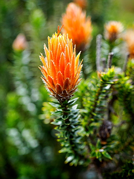 Orange-tipped Chuquiraga plant used medicinally in Ecuador, Cotopaxi National Park, Andes mountains, Ecuador, South America