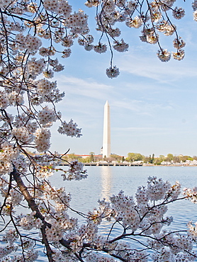 Cherry blossoms, Washington, DC, United States of America, North America