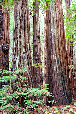 California redwoods, Armstrong Woods State Park, near Guerneville, California, United States of America, North America