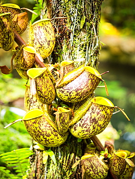 Pitcher plant, Penang Hill, Penang, Malaysia, Southeast Asia, Asia