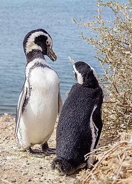 Magellanic penguins (Spheniscus magellanicus) in Caleta Valdes, Valdes Peninsula, Chubut Province, Patagonia, Argentina, South America