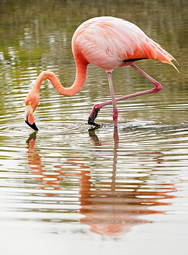 Greater flamingo (Phoenicopterus roseus), Lagoon by the Bachas Beach, Santa Cruz (Indefatigable) Island, Galapagos, UNESCO World Heritage Site, Ecuador, South America