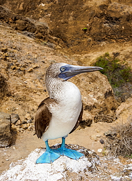 Blue-footed booby (Sula nebouxii), Punta Pitt, San Cristobal (Chatham) Island, Galapagos, UNESCO World Heritage Site, Ecuador, South America