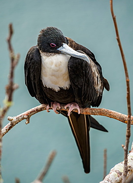 Magnificent frigatebird (Fregata magnificens), Cerro Tijeretas, San Cristobal (Chatham) Island, Galapagos, UNESCO World Heritage Site, Ecuador, South America