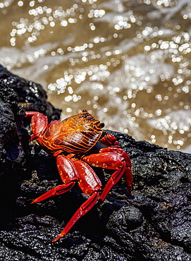 Sally Lightfoot crab (Grapsus grapsus), Sullivan Bay, Santiago (James) Island, Galapagos, UNESCO World Heritage Site, Ecuador, South America