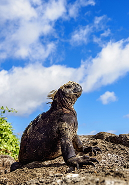 Marine iguana (Amblyrhynchus cristatus), Floreana (Charles) Island, Galapagos, UNESCO World Heritage Site, Ecuador, South America