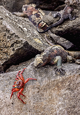 Marine iguana and Sally Lightfoot crab, Punta Suarez, Espanola (Hood) Island, Galapagos, UNESCO World Heritage Site, Ecuador, South America