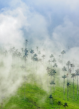 Wax Palms (Ceroxylon quindiuense), Cocora Valley, Salento, Quindio Department, Colombia, South America