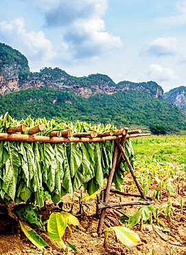 Tobacco leaves drying in the field, Vinales Valley, UNESCO World Heritage Site, Pinar del Rio Province, Cuba, West Indies, Caribbean, Central America