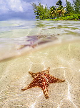 Sea star at Starfish Point, North Side, Grand Cayman, Cayman Islands, Caribbean, Central America