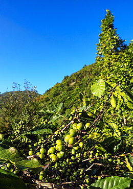 Coffea cherries at Coffee Plantation, Blue Mountains, Saint Andrew Parish, Jamaica, West Indies, Caribbean, Central America