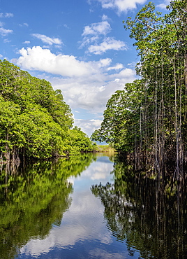 Mangrove Forest seen during Black River Safari, Saint Elizabeth Parish, Jamaica, West Indies, Caribbean, Central America