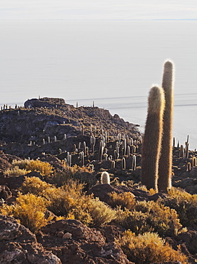 View of Incahuasi Island with its gigantic cacti, Salar de Uyuni, Daniel Campos Province, Potosi Department, Bolivia, South America