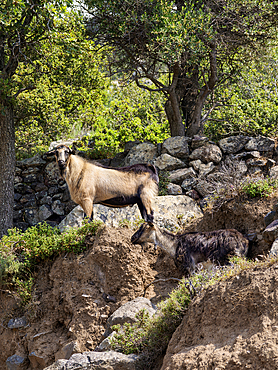 Goat at Nisyros Island, Dodecanese, Greek Islands, Greece, Europe