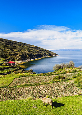 Island of the Sun, Titicaca Lake, La Paz Department, Bolivia, South America