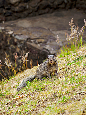 The rock squirrel (Otospermophilus variegatus) at The Great Pyramid Archaeological Site, Cholula, Puebla State, Mexico