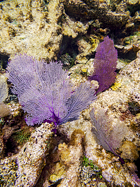 Underwater photo taken during the Hol Chan Marine Reserve, Shark Ray Alley and Coral Garden Snorkelling Tour, Belize District, Belize