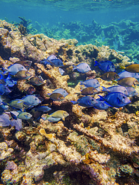 School of Doctorfish tangs (Acanthurus chirurgus) seen during the Hol Chan Marine Reserve, Shark Ray Alley and Coral Garden Snorkelling Tour, Belize District, Belize