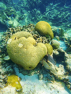Underwater photo taken during the Hol Chan Marine Reserve, Shark Ray Alley and Coral Garden Snorkelling Tour, Belize District, Belize