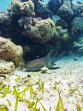 Nurse shark (Ginglymostoma cirratum) seen during the Hol Chan Marine Reserve, Shark Ray Alley and Coral Garden Snorkelling Tour, Belize District, Belize