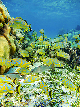 Underwater photo taken during the Hol Chan Marine Reserve, Shark Ray Alley and Coral Garden Snorkelling Tour, Belize District, Belize