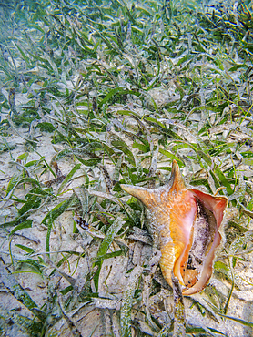 Underwater photo taken during the Hol Chan Marine Reserve, Shark Ray Alley and Coral Garden Snorkelling Tour, Belize District, Belize