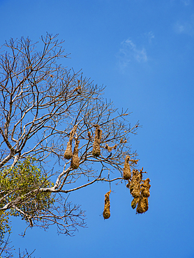 Nests of Montezuma oropendola (Psarocolius montezuma) at Caracol Archaeological Site, Cayo District, Belize