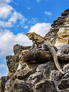 Iguana at El Castillo, Xunantunich Archaeological Site, Cayo District, Belize