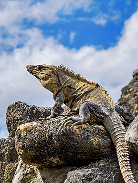 Iguana at El Castillo, Xunantunich Archaeological Site, Cayo District, Belize