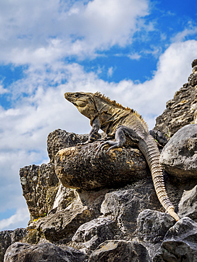 Iguana at El Castillo, Xunantunich Archaeological Site, Cayo District, Belize