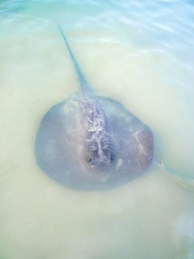 Stingray at the Stingray Beach, Caye Caulker, Belize District, Belize