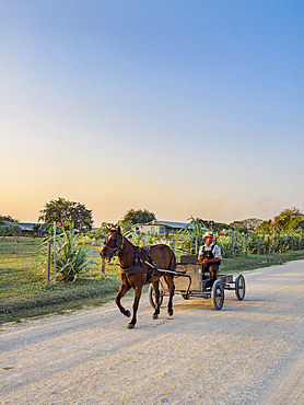 Horse-drawn cart on the dirt road at sunset, Mennonite Settlement, Shipyard, Orange Walk District, Belize
