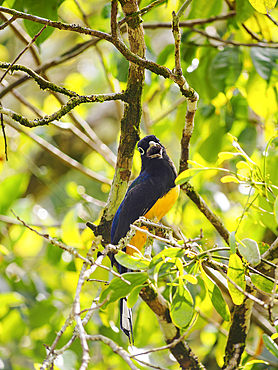 Black-headed trogon (Trogon melanocephalus) at Lamanai Archaeological Reserve, Orange Walk District, Belize