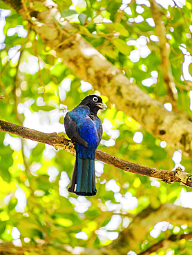 Black-headed trogon (Trogon melanocephalus) at Lamanai Archaeological Reserve, Orange Walk District, Belize