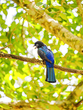 Black-headed trogon (Trogon melanocephalus) at Lamanai Archaeological Reserve, Orange Walk District, Belize