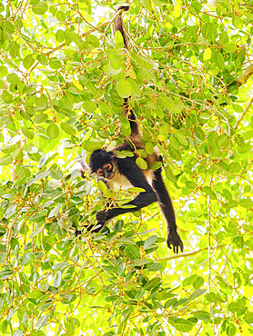 Yucatan spider monkey (Ateles geoffroyi yucatanensis) at Lamanai Archaeological Reserve, Orange Walk District, Belize