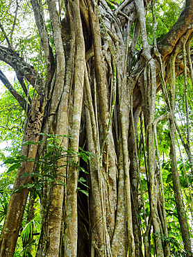 Tree at the Lamanai Archaeological Reserve, Orange Walk District, Belize