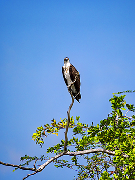 Osprey (Pandion haliaetus) by the New River, Orange Walk District, Belize