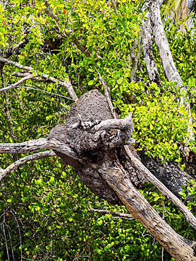 Tree mound by the New River, Orange Walk District, Belize