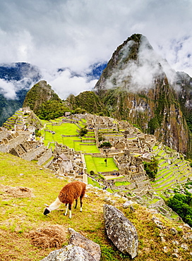 Llama in Machu Picchu, UNESCO World Heritage Site, Cusco Region, Peru, South America