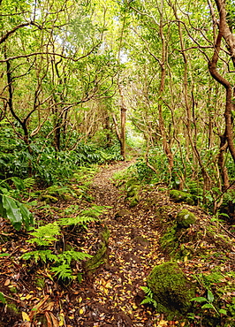 Forest on the slopes of Pico Alto, Santa Maria Island, Azores, Portugal, Atlantic, Europe