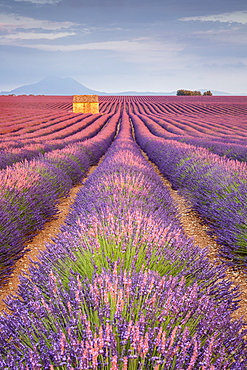 House in a lavender field at sunset, Plateau de Valensole, Alpes-de-Haute-Provence, Provence-Alpes-Cote d'Azur, France, Europe