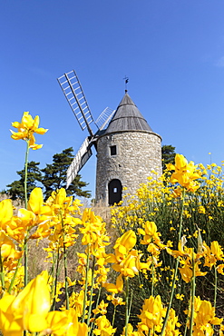 Saint-Elzear windmill with yellow flowers in the foreground, Montfuron, Alpes-de-Haute-Provence, Provence-Alpes-Cote d'Azur, France, Europe